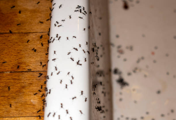 Best Pest Removal Services  in Frontenac, KS