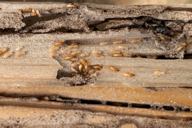 Best Pest Control Near Me  in Frontenac, KS